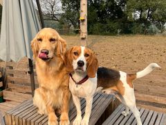 -趣多多宠物公园·宠物训犬学校·宠物寄养