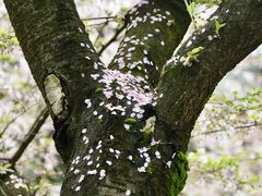 -武汉大学-樱园