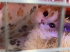 -小猫来了·猫咪专售(红山六九七九店)