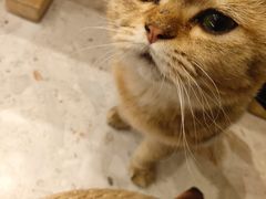 -飞行喵MR PILOT|猫舍·猫咖(静安大融城店)