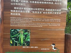 -华侨城湿地公园