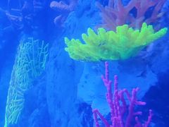 -太平洋海底世界