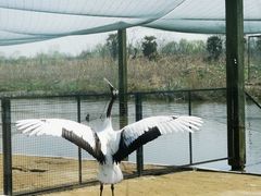 -盐城丹顶鹤湿地生态旅游区