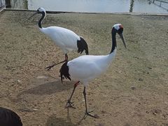 -盐城丹顶鹤湿地生态旅游区