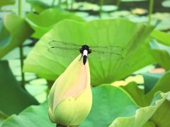-莲花池公园