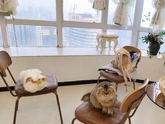 -共舞时光猫咖·狗咖(新街口店)