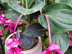 -北京植物园-展览温室