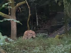 -夜间野生动物园