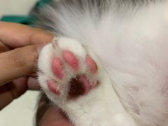 -艾贝尔宠物诊疗