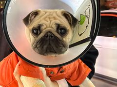 -关爱动物医院·心脏·中兽医·异宠(金牛路分院)