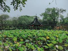 -上海醉白池公园