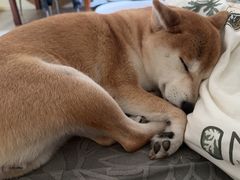 -爱侣宠医·鹦鹉专科·小型哺乳类·异宠专科(灵石路店)