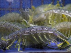 -徐记海鲜(汉城湖|太奥店)