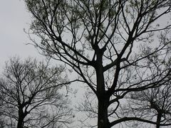-松山湖梦幻百花洲