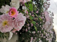 -荣昌花园