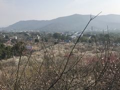 -香雪海