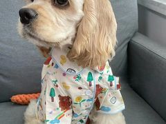 -萌宠之家·腊肠犬·马尔泰·小体犬舍