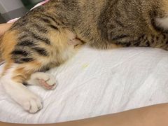 -爱侣宠医·鹦鹉专科·小型哺乳类·异宠专科(灵石路店)