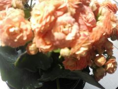 -长春高新益田福朋喜来登酒店·宜客乐标帜餐厅