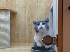 -猫猫幼稚园·撸猫·桌游·电玩