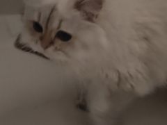 -伟伟宠物医院·CT影像中心·瑞派犬猫综合性门诊(汉口总院)