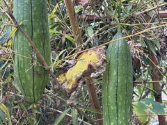 -高荡千年布依古寨旅游景区