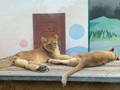 -大连森林动物园