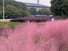 -南京奥林匹克体育中心-体育馆