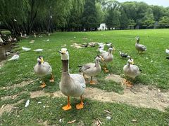 -银树楼(紫玉山庄东区店)