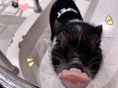 -怪兽屋·羊驼·猫咖·狗咖(俊华广场店)