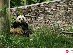 -卧龙中华大熊猫苑神树坪基地