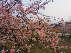 -秀丽东方