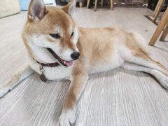 -柴犬高等学院·狗咖·柴犬售卖·宠物训练