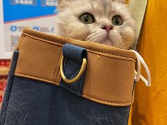 -御宝贝·A梦猫科宠物医院(国际猫友好医院)