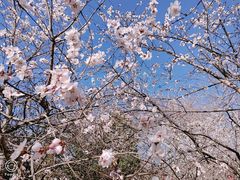 -桃花堤公园
