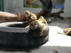 -西安秦岭野生动物园