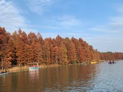 -上海海湾国家森林公园