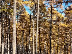 -塞罕坝国家级自然保护区