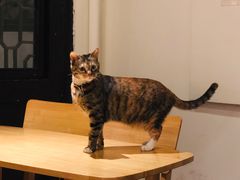 -猫的天空之城概念书店(杭州南宋御街店)