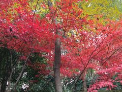 -杭州半山国家森林公园