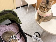 -安安宠医·臻爱宠物医院·宠保定点(营门口路分院)