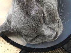 -伟伟宠物医院·CT影像中心·瑞派犬猫综合性门诊(汉口总院)