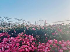 -花博汇(知音花月夜)