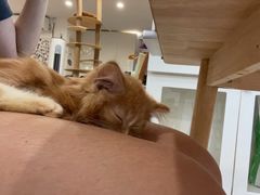 -楼上猫咖(罗湖店)