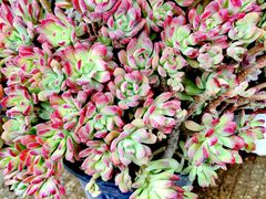 -桂林市花鸟市场