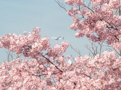 -顾村公园