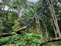 -中国科学院西双版纳热带植物园