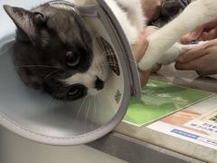 -四月宠物医院·猫专科·心脏专科·内科(转塘店)