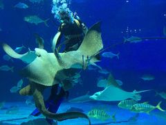 -烟台海昌鲸鲨海洋公园