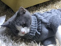 -宠颐生动物医院·心脏科·保险定点(锦阳分院)